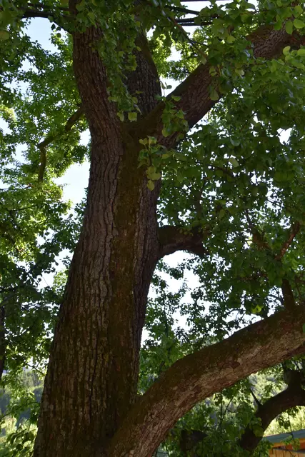 "Streuobsterhaltung Mostviertel": Mit seinem Verein setzt sich der Landwirt Engelbert Wieser aus Randegg für den Erhalt der uralten Mostbirnbäume in unserer Region ein. | Foto: Roland Mayr/MeinBezirk Scheibbs