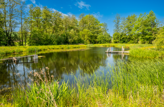 Ein ökologisches Idyll aus Teichen und Dämmen ist in Neukirchen bei Lambach entstanden. | Foto: Peter Echt