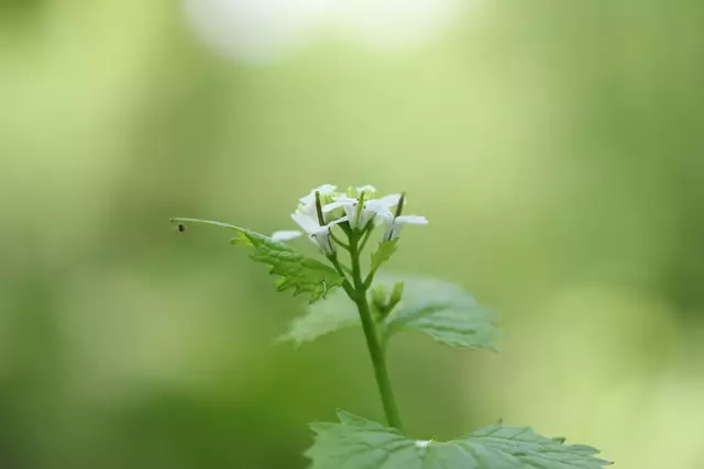 Spinne auf Knoblauchrauke.
So winzig, aber wahre Künstler im spinnen von Netzen.