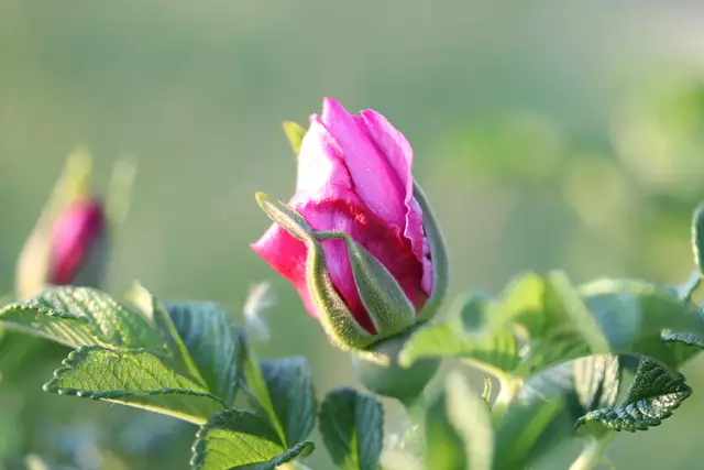 Eine Apfelrose als
 DANKESCHÖN
 für EUER Interesse und BESUCH.🤗
