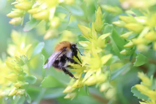 Früh und fleißig unterwegs sind die kälteunempfindlicheren Hummeln.