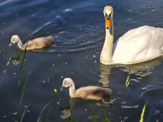 Junger Schwan, Graz, Mur