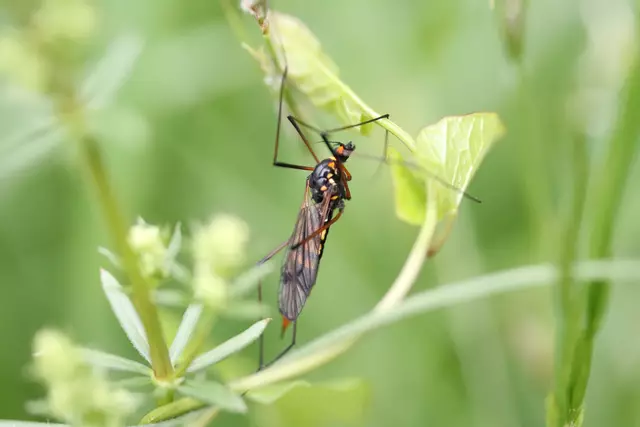 Gefleckte Wiesenschnake