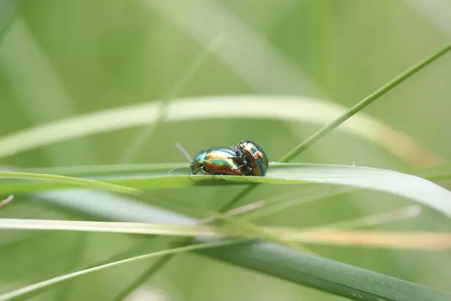 Ovaläugige Blattkäferl im Liebesglück.