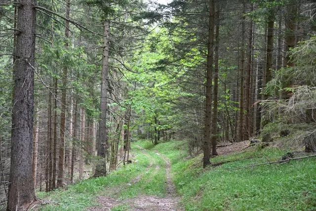 Waldweg hinunter Richtung Knappendorf