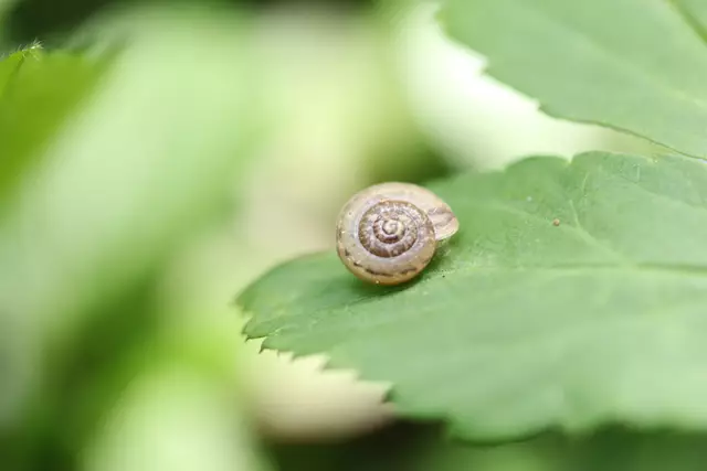 Zum bestäuben tragen sie nicht bei,
aber lieb zum anschauen sind sie auch unsere Schneckis.