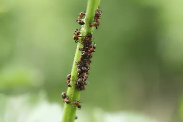 Ameisen beim Läuse "melken"