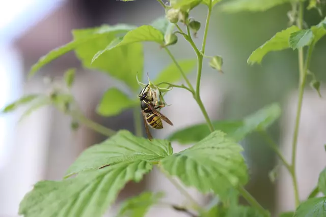 ...auch Wespen tragen zur Bestäubung bei.