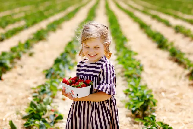 Hier gibt's Erdbeeren frisch vom Feld