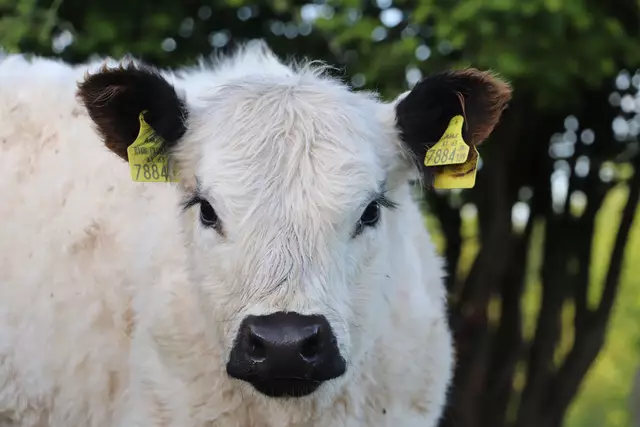 ICH bin kein INSEKT,
aber URLIEB.