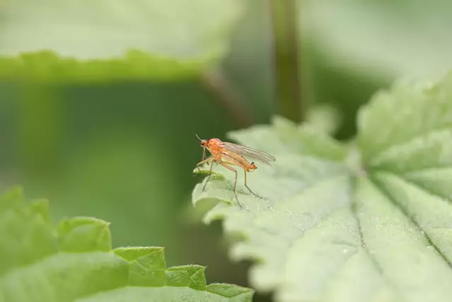  Rotbraune Tanzfliege auf Brennessel.