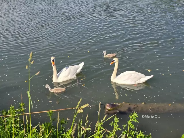 Schwan Familie, Graz