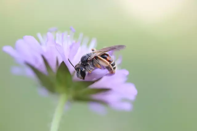 Bienen sind wohl die fleißigsten Bestäuber
und beschenken uns mit süßem Honig.