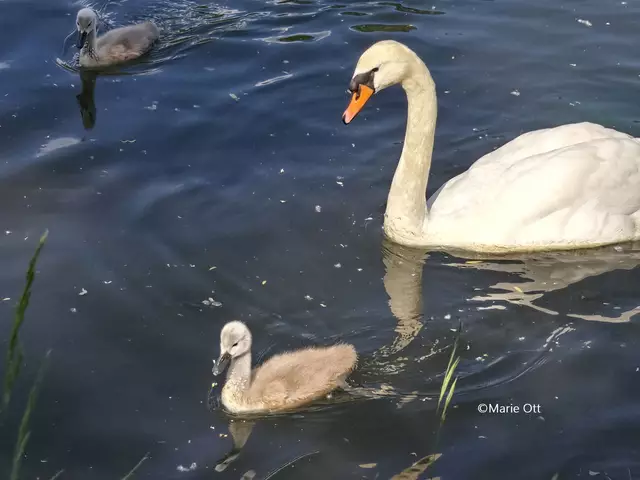 Küken, Schwan, Graz