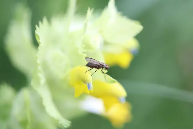 Wer sitzt den da auf dem Klappertopf?