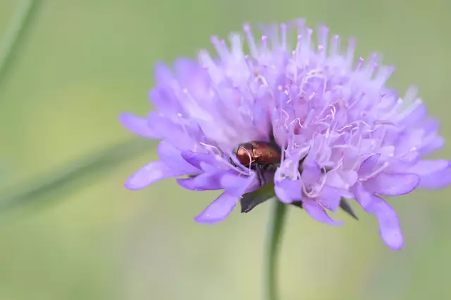 Tief eingegraben in die Skabiosa ist dieser Glanzkäfer.