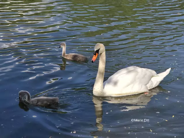 Schwan, Jungtier, Graz, Höckerschwan,