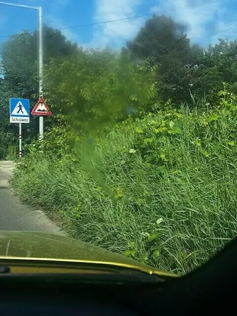 Es wuchert in Penzing – mit Auswirkungen auf die Sicht von Autofahrern und Kindern. | Foto: Frank