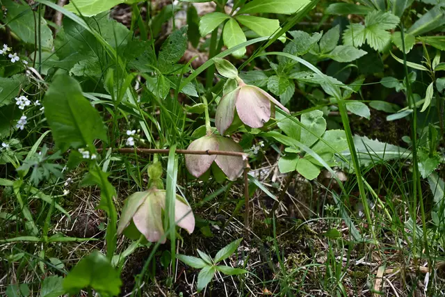 Da waren echt noch Schneerosen