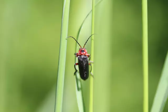 Gemeiner Weichkäfer