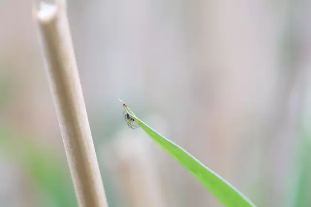 Winzige Spinne.
Gut versteckt, aber entdeckt.😉