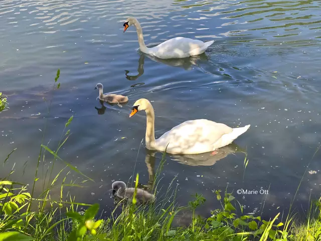 Schwan, Familie, Graz, Küken