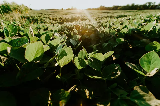Das Burgenland ist die Nummer eins in Österreich beim Bio-Anbau von Sojabohnen.  | Foto: Meredith Petrick auf Unsplash