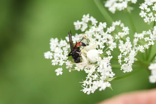 Frühlings-Wegwespe, lt. NABU
in den Fängen der Krabbenspinne.
