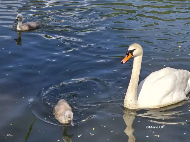 Küken, Schwan, Graz, Mur