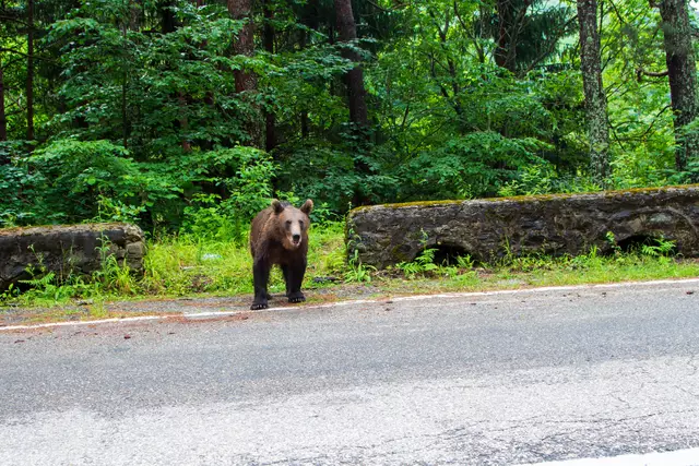 Ein Bär ging auf die B82 Seeberg Straße und wurde dort von einem Pkw erfasst. (Symbolfoto) | Foto: stock.adobe.com/at/Gerhard 