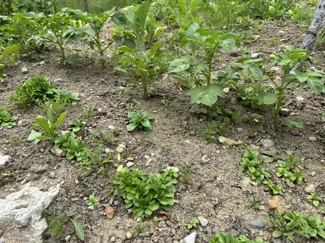 Die ersten Erdäpfeltriebe sind erkennbar. Vogerlsalat kann bereits geerntet werden.  | Foto: MeinBezirk