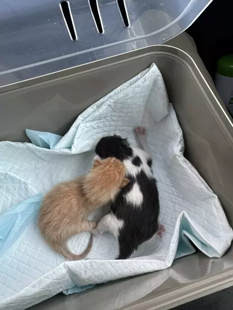 Die Tierhilfe Gusental konnte zwei Katzenbabys in Pennewang retten und sie dem Tierheim Freistadt zur Aufzucht übergeben. | Foto: THG
