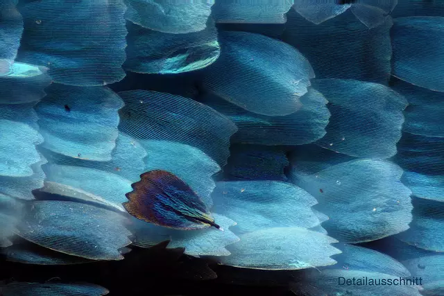 Detail eines Morpho peleides (Blauer Himmelsfalter) | Foto: Michael Bachhofer