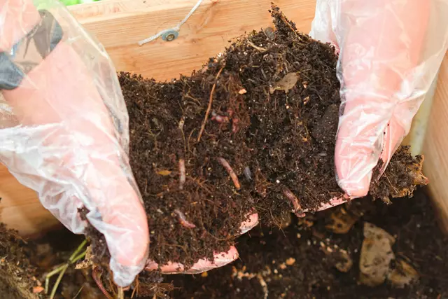Für eine gesunde Erde und gute Voraussetzungen für das Wachsen und Gedeihen der Nahrungsmittel setzen auch Würmer, wie in einer Wurmkiste gezeigt wurde. | Foto: Alfred Hofer