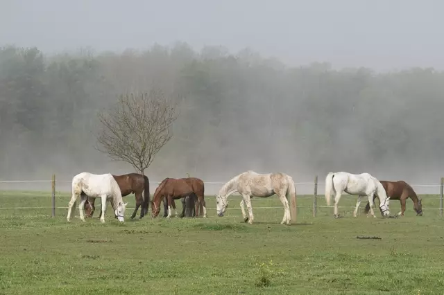 Der Bio-Pferdehof Fabian in Ludwigshof ist ein Paradies für Reitbegeisterte. Der Hof bietet fast unbegrenzte Reitmöglichkeiten. 