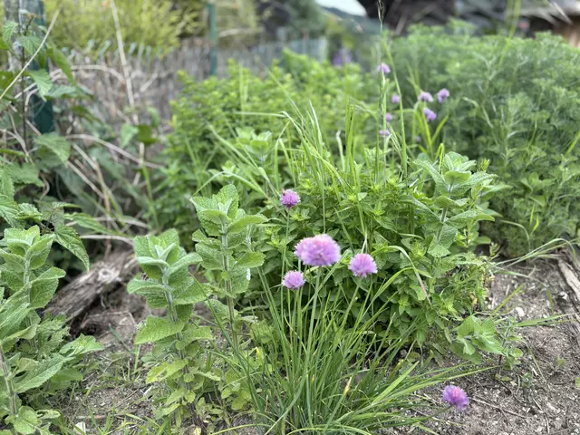 Die ersten Kräuter stehen bereits in Blüte. | Foto: MeinBezirk