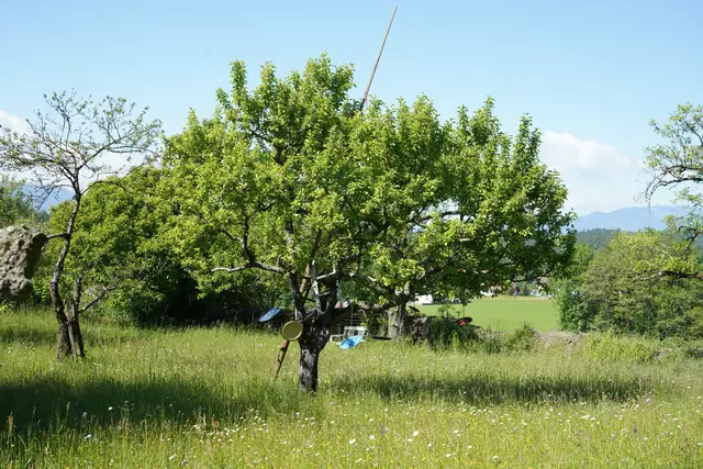Ein Blickfang: Im Baum hängen bunte Topfdeckel.
