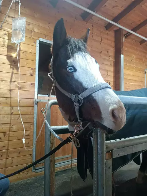 Intensiv-Patient: Pferd Pauli musste vier Stunden täglich von den Tierärzteteams betreut werden.  | Foto: Trawitschek