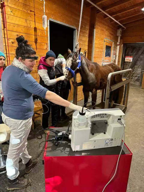 Tierärztin Stefanie Krobath bei der Operation von Pauli. Das Pferd wurde mehrere Stunden im Stehen operiert.  | Foto: Trawitschek