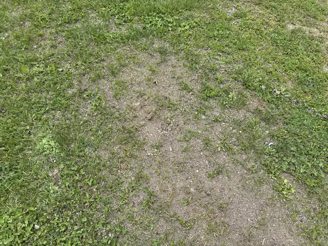 Kahle Stellen im Rasen werden nachgesät. | Foto: MeinBezirk