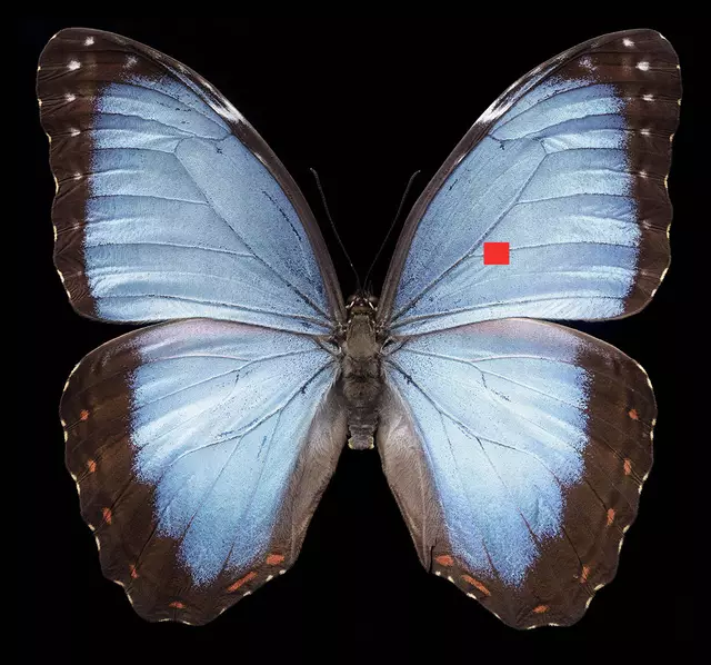 2D Scan eines Morpho peleides (Blauer Himmelsfalter) | Foto: Michael Bachhofer
