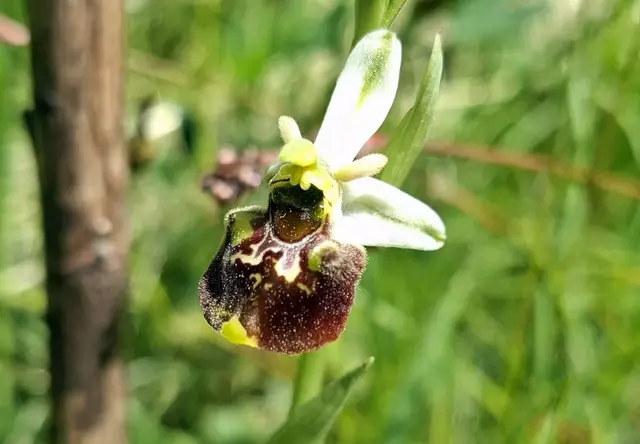 Eine besondere Orchidee ist die Hummel-Ragwurz.
