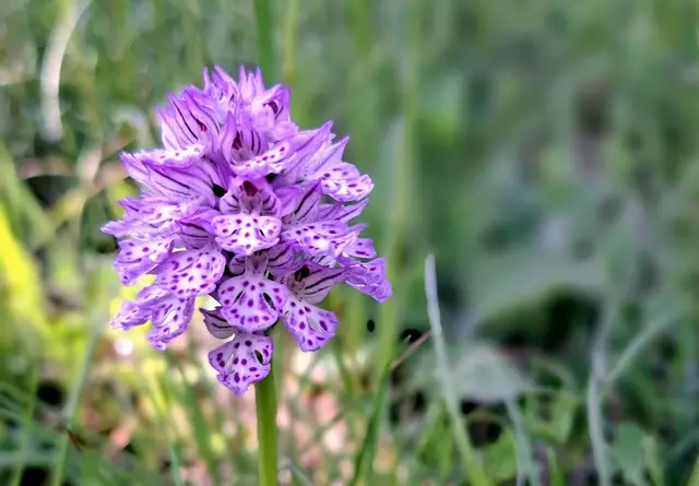 Dreizähniges Knabenkraut
