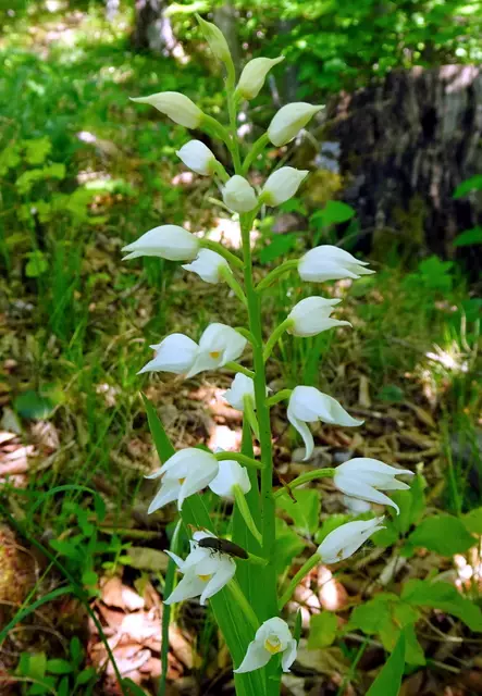 Weißes Waldvöglein