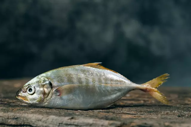 Ihren neuesten unkonventionellen Zugang zu Kunst zeigen sie in Form einer Kooperation mit dem Fischlokal "Süsswasser" im 6. Bezirk. (Symbolbild) | Foto: Harris Vo / Unsplash
