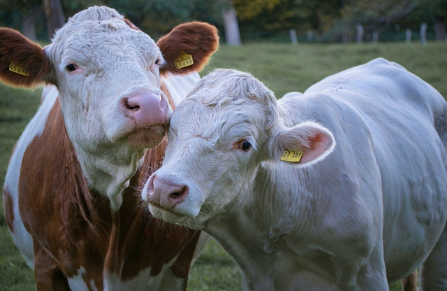 Mehr Tierwohl bedeutet höhere Auflagen für Milchbauern. | Foto: pixabay