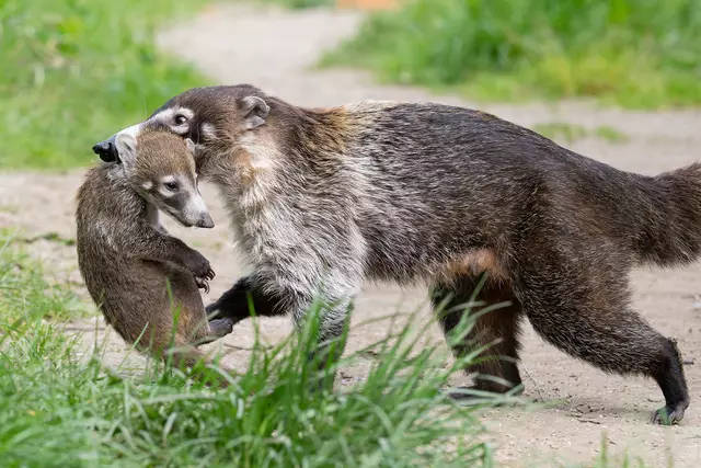 Nun tragen die Mütter die Jungtiere jeden Tag in den Mäulern in die Außenanlage. | Foto: Daniel Zupanc