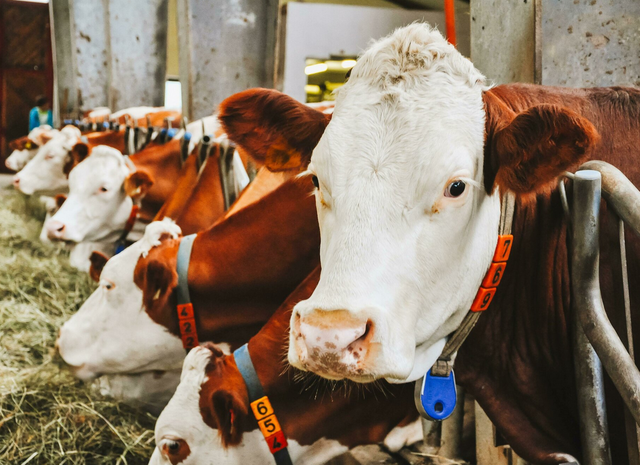 Höhere Tierwohlstandards sind für die Milchbauern mit erheblichen Mehrkosten und Investitionen verbunden. | Foto: Symbolbild: Unsplash