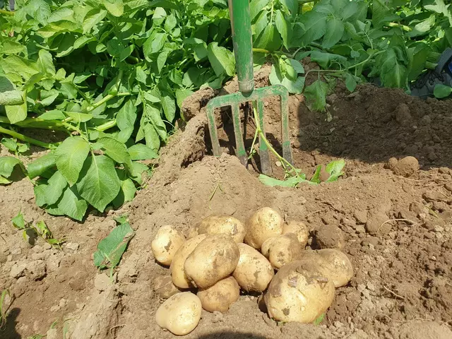 Ernte der heurigen Erdäpfel | Foto: Anita Kamptner/LK Niederösterreich