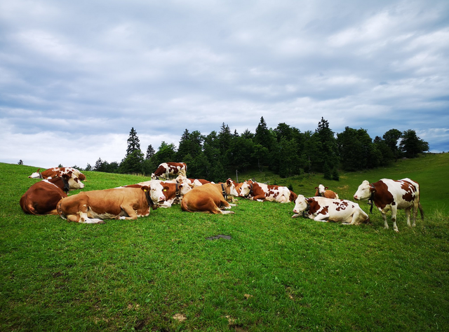 Mit klimafitter Grünlandwirtschaft steuern die Milchviehhalter gegen die Folgen der Klimakrise. | Foto: Moser